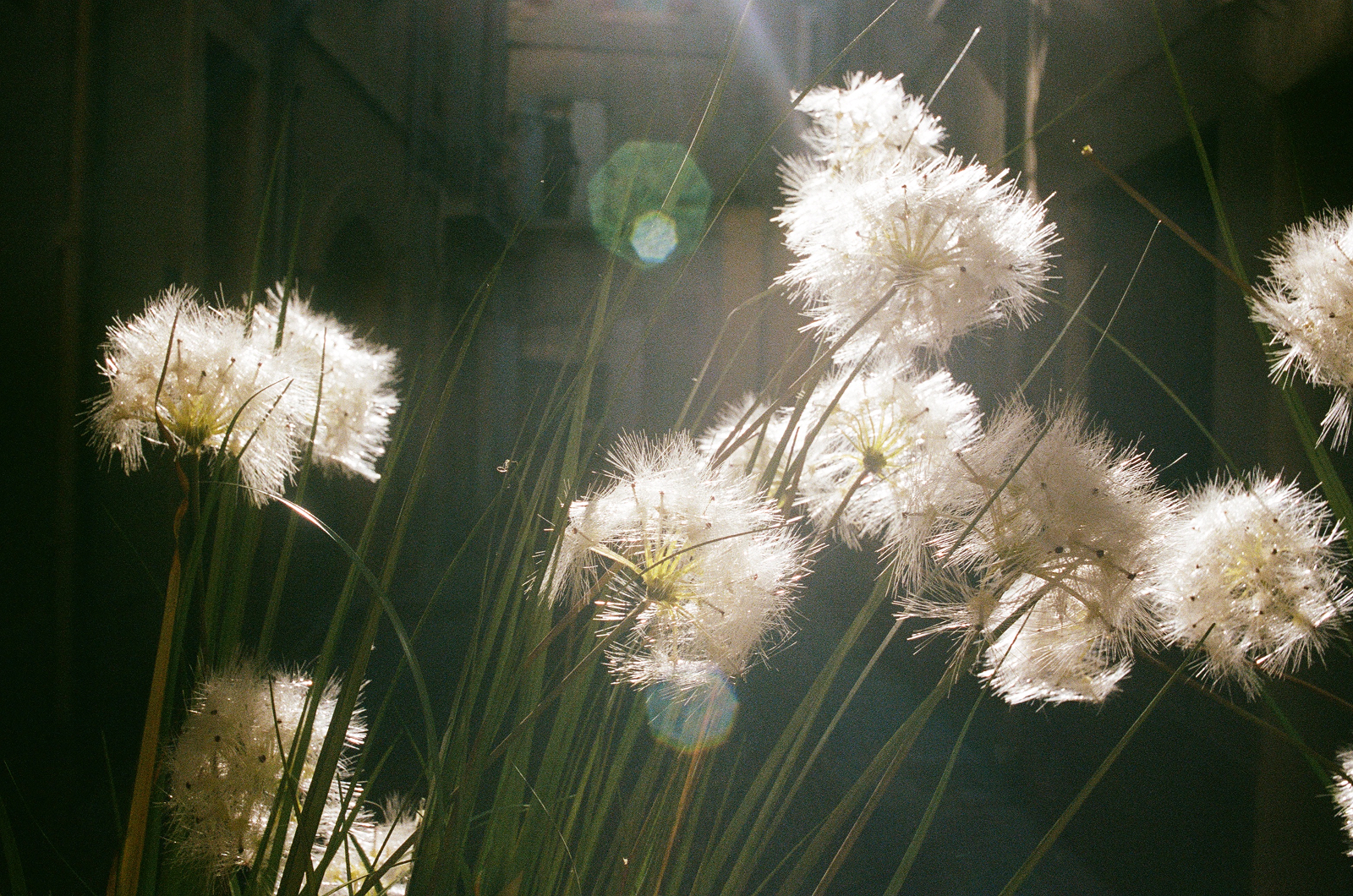 Film photo