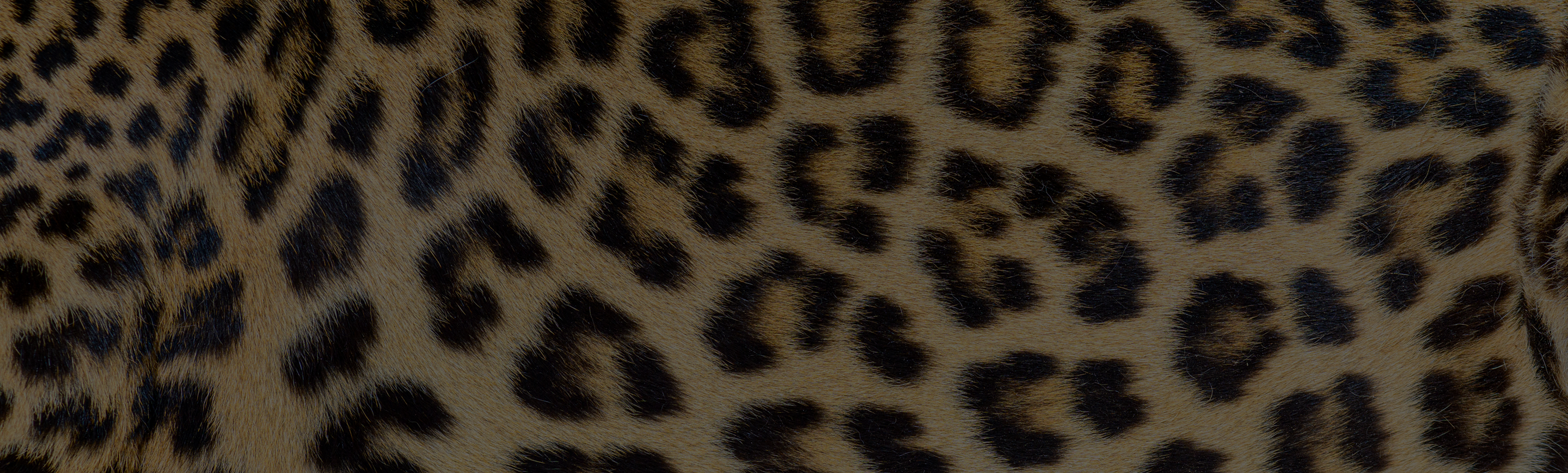 Leopard texture background